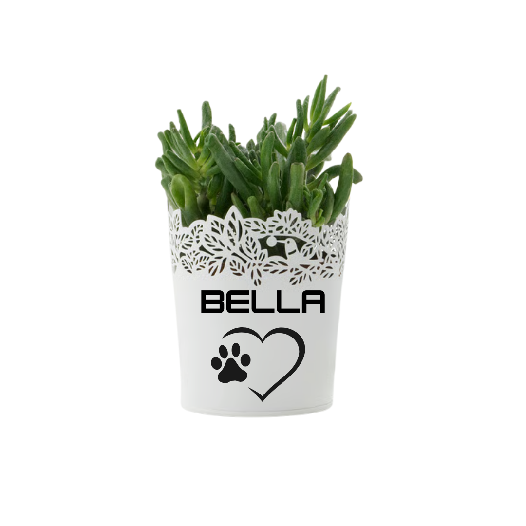 custom pot