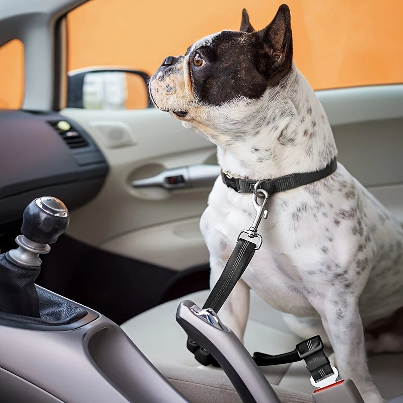 dog car leash