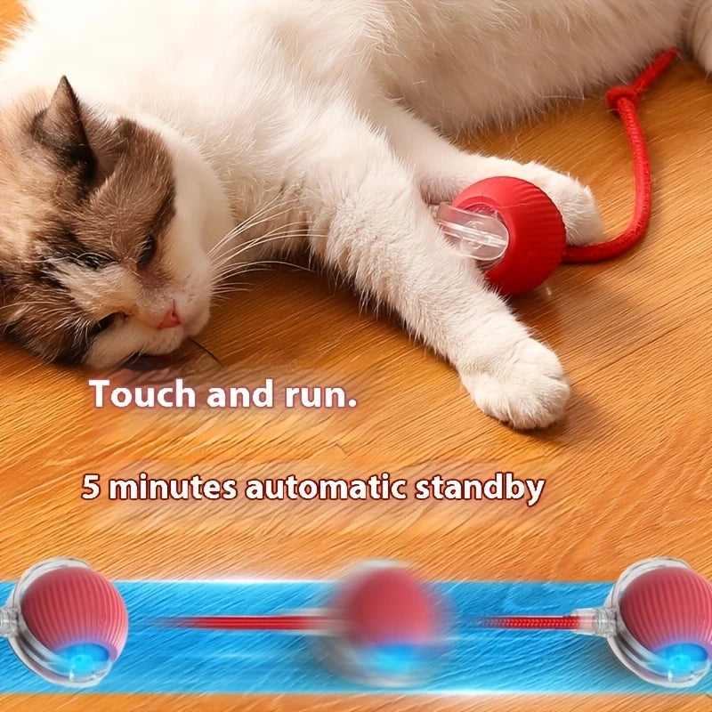 kitten toys