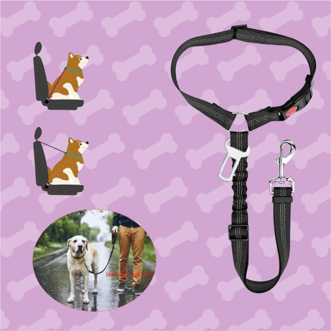 Dog Leash